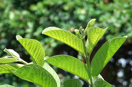 Tác dụng kỳ diệu của lá ổi