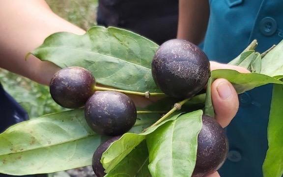 Hà Giang: Phòng ngừa ngộ độc thực phẩm do độc tố tự nhiên có trong quả hồng châu