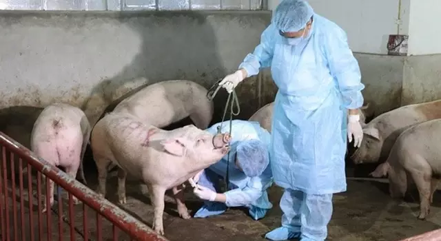 Cách nhận biết và lựa chọn thịt lợn tránh nhiễm dịch tả lợn Châu Phi